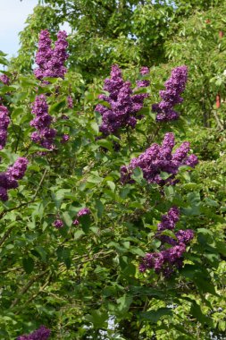  Sıradan yaban domuzu (Şırınga bayağılığı)) 