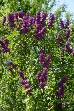  Sıradan yaban domuzu (Şırınga bayağılığı)) 