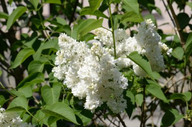 Sıradan yaban domuzu (Şırınga bayağılığı)) 