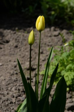 Tulipa, zambak familyasından bir bitki cinsidir. 