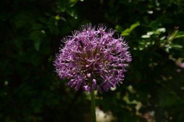 Hollanda soğanı (lat. Allium hollandicum (Allium hollandicum), Allium familyasından bir bitki türü.).