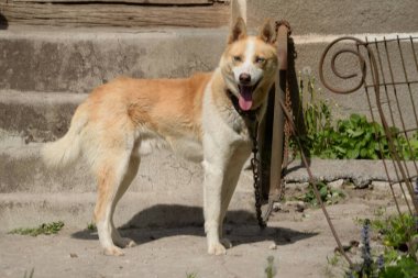 Köpek ya da evcil köpek (Canis lupus familiaris)) 