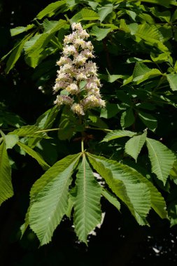 Chestnut (Castanea Tourn), kayın familyasından bir yaprak ağacı cinsidir.