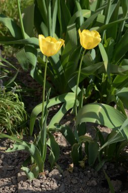 Tulipa, zambak familyasından bir bitki cinsidir.