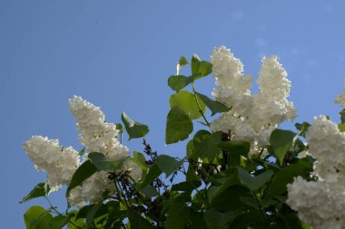 Sıradan yaban domuzu (Şırınga bayağılığı)) 
