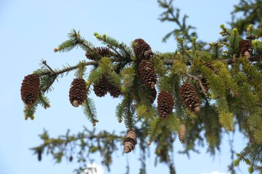 Spruce (Picea), çamgiller (Picea) familyasından bir kozalaklı ağaçtır..