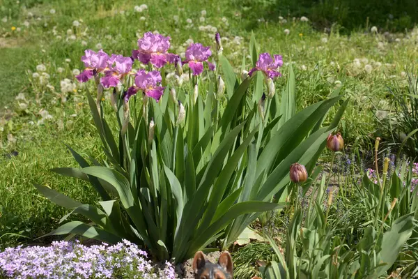 Horozlar veya irisler (Latin Iris)