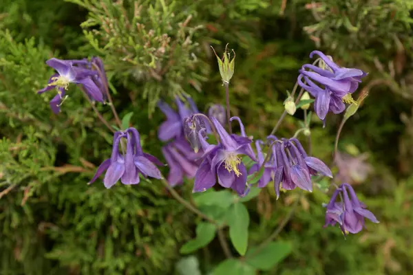 Aquilegia, Ranunculaceae familyasından bir bitki cinsidir..