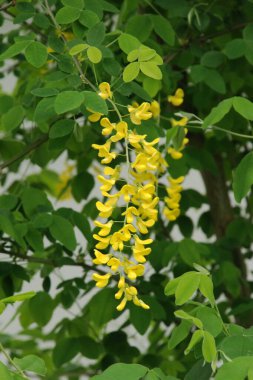 Altın yağmur veya Laburnum (lat. Laburnum)