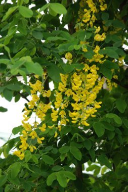 Altın yağmur veya Laburnum (lat. Laburnum)