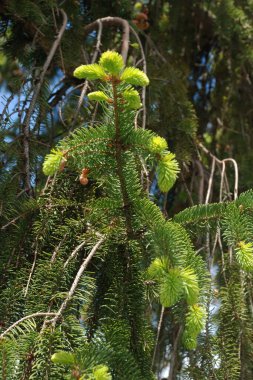 Spruce (Picea), çamgiller (Picea) familyasından bir kozalaklı ağaçtır..