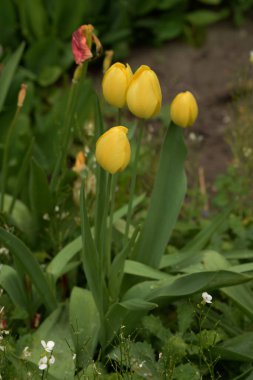 Tulipa, zambak familyasından bir bitki cinsidir.