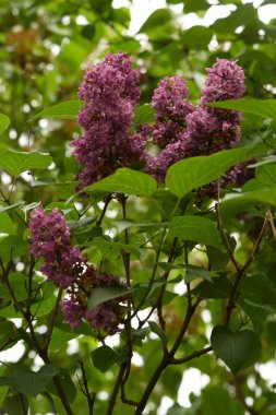 Sıradan yaban domuzu (Şırınga bayağılığı))