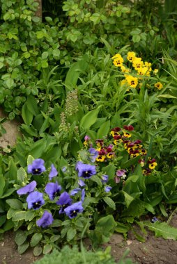 Üç renkli menekşe, vahşi nonoş (Viola üç renkli L.) 