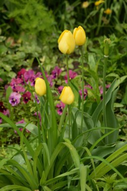 Üç renkli menekşe (