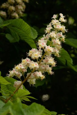 Chestnut (Castanea Tourn), kayın familyasından bir yaprak ağacı cinsidir.