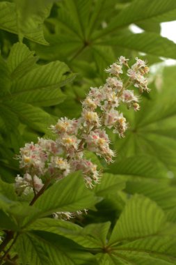 Chestnut (Castanea Tourn), kayın familyasından bir yaprak ağacı cinsidir.