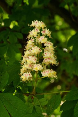 Chestnut (Castanea Tourn), kayın familyasından bir yaprak ağacı cinsidir.