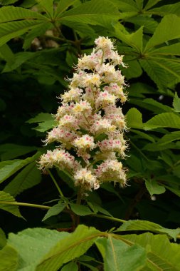 Chestnut (Castanea Tourn), kayın familyasından bir yaprak ağacı cinsidir.