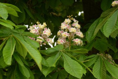 Chestnut (Castanea Tourn), kayın familyasından bir yaprak ağacı cinsidir.