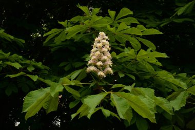 Chestnut (Castanea Tourn), kayın familyasından bir yaprak ağacı cinsidir.