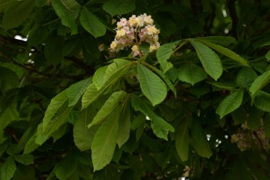 Chestnut (Castanea Tourn), kayın familyasından bir yaprak ağacı cinsidir.