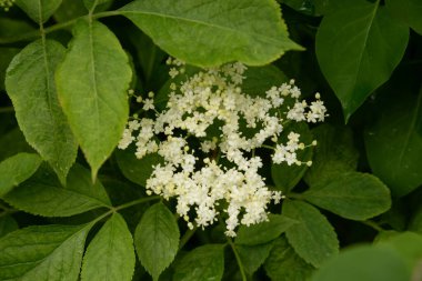 Siyah böğürtlen (Sambucus nigra L.; yerel isimler bozniak, elderberry, sambuk, ağaçsız)