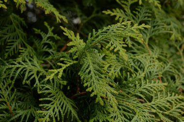 Thuja is a genus of evergreen coniferous trees and shrubs of the cypress family 