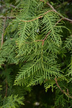 Thuja is a genus of evergreen coniferous trees and shrubs of the cypress family 