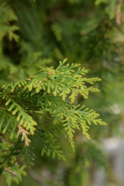 Thuja is a genus of evergreen coniferous trees and shrubs of the cypress family 
