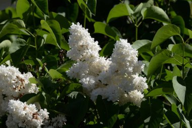 Sıradan yaban domuzu (Şırınga bayağılığı))