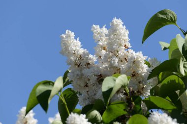 Sıradan yaban domuzu (Şırınga bayağılığı))