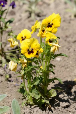 Üç renkli menekşe, vahşi nonoş (Viola üç renkli L.) 