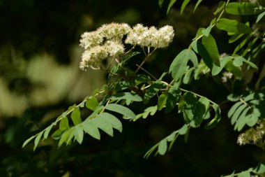 Common mountain ash (Sorbus aucuparia)