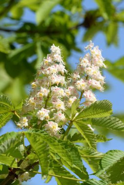 Chestnut (Castanea Tourn), kayın familyasından bir yaprak ağacı cinsidir.