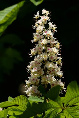 Chestnut (Castanea Tourn), kayın familyasından bir yaprak ağacı cinsidir.