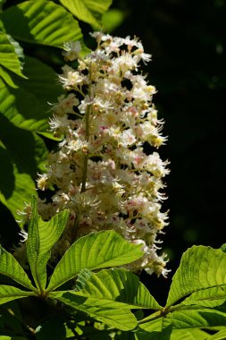 Chestnut (Castanea Tourn), kayın familyasından bir yaprak ağacı cinsidir.