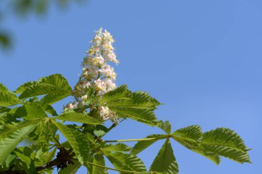 Chestnut (Castanea Tourn), kayın familyasından bir yaprak ağacı cinsidir.