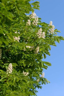 Chestnut (Castanea Tourn), kayın familyasından bir yaprak ağacı cinsidir.