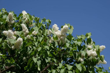 Sıradan yaban domuzu (Şırınga bayağılığı))
