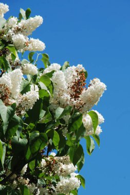 Sıradan yaban domuzu (Şırınga bayağılığı))