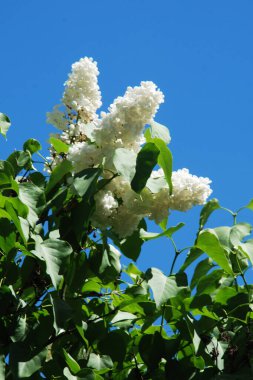 Sıradan yaban domuzu (Şırınga bayağılığı))