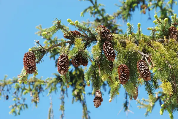 stock image Spruce (Picea) is a genus of coniferous evergreen monoecious trees of the pine family.