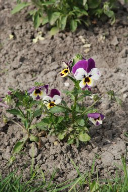 Üç renkli menekşe, vahşi nonoş (Viola üç renkli L.) 