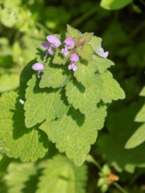 Orman menekşesi (Viola reichenbachiana)          