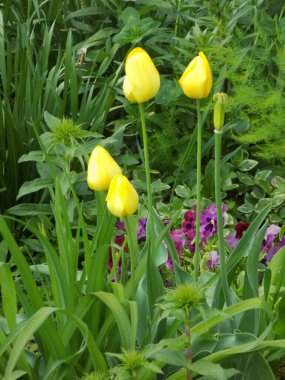 Tulipa, zambak familyasından bir bitki cinsidir.          