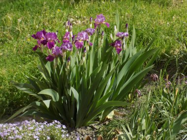 Roosters or irises (Latin Iris)