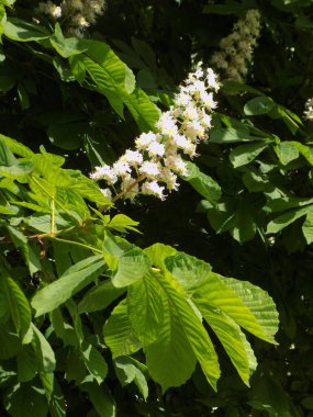 Chestnut (Castanea Tourn), kayın familyasından bir yaprak ağacı cinsidir.         
