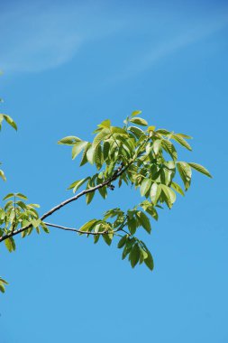 Ceviz, o da ceviz (Juglans regia L.)