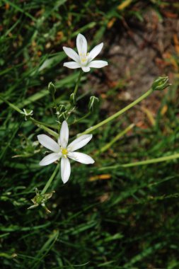 Ornithogalum umbellatum, Asparagaceae familyasından bir bitki türü..          